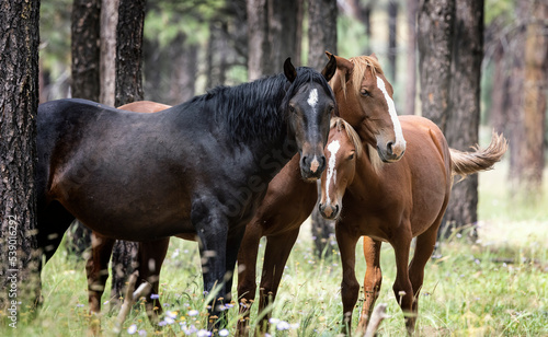 Wild Horses Heber Arizona September 2022