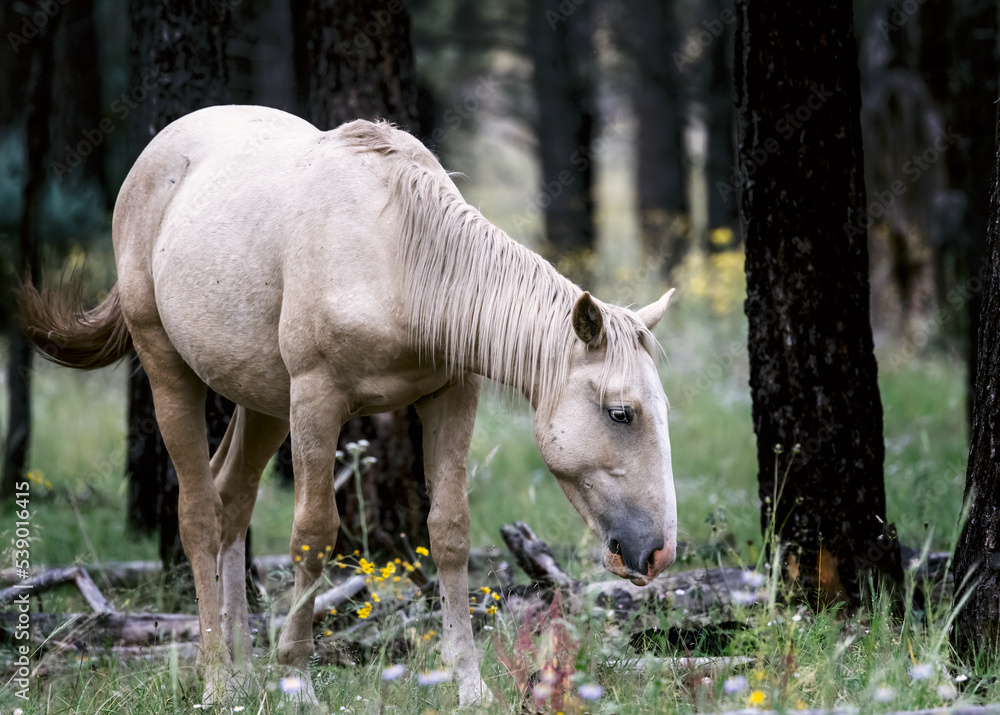 Fototapeta premium Wild Horses Heber Arizona September 2022