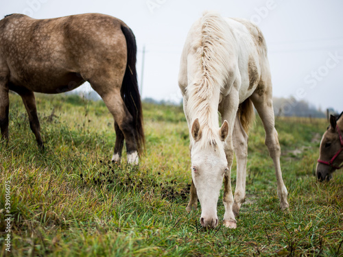 a beautiful white albino horse grazes in a pasture in the early morning mist, an albino horse eats grass