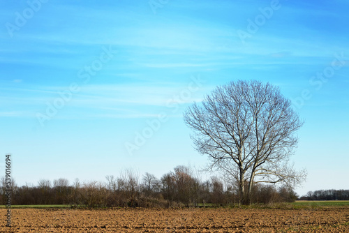 Lonely tree in rural environment