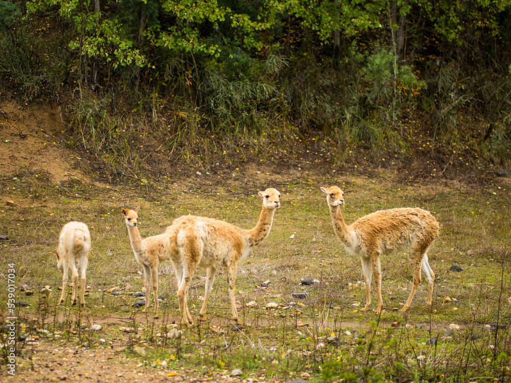 Portrait of vicuña (Vicugna vicugna) animal Portrait of vicuña (Vicugna vicugna) animal