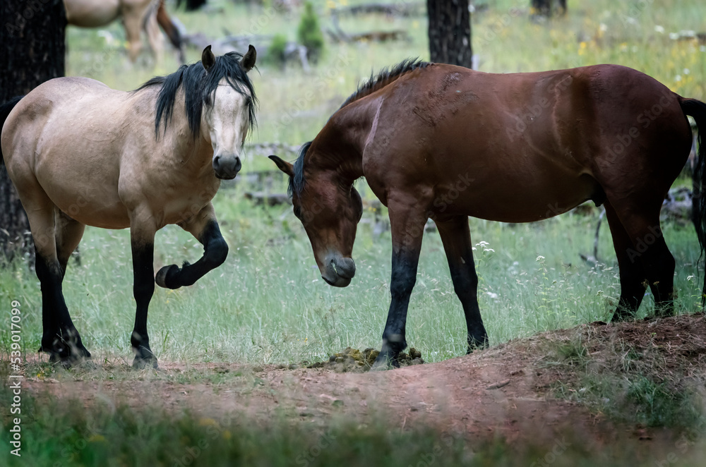 Obraz premium Wild Horses Heber Arizona September 2022