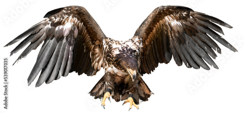 Eagle with spread wings, isolated