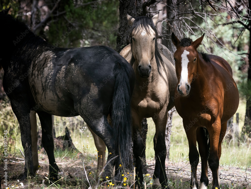 Fototapeta premium Wild Horses Heber Arizona September 2022