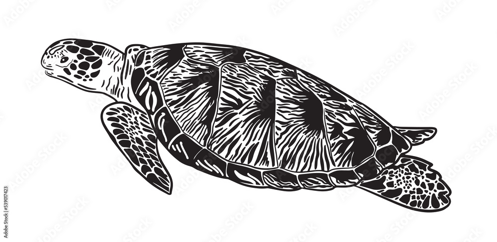 Vector black silhouette of a turtle isolated on a white background.Sea ...