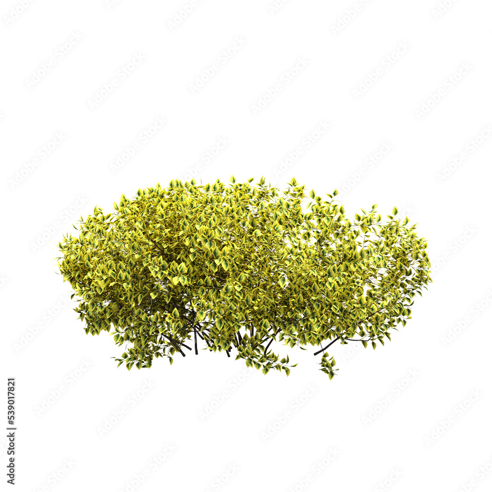 bush isolate on a transparent background, 3D illustration, cg render bush isolate on a transparent background, 3D illustration, cg render