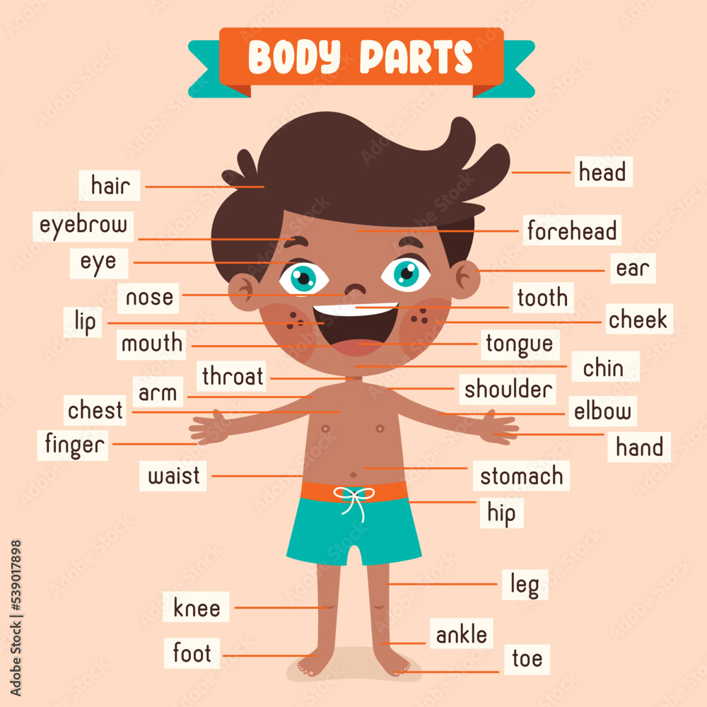 Cartoon Drawing Of Human Body Parts Stock Vector Adobe Stock cartoon-drawing-of-human-body-parts-stock-vector-adobe-stock