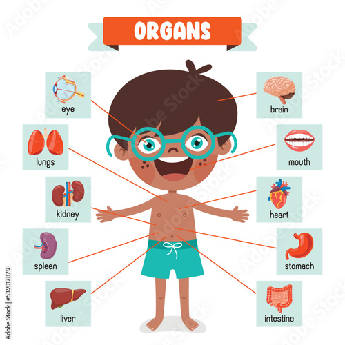 Cartoon Drawing Of Human Organs