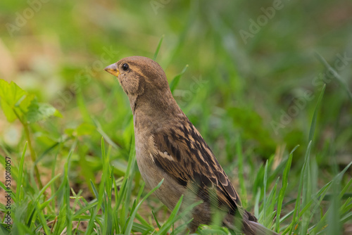 Sparrow in the green grass for a walk in the park. High quality photo