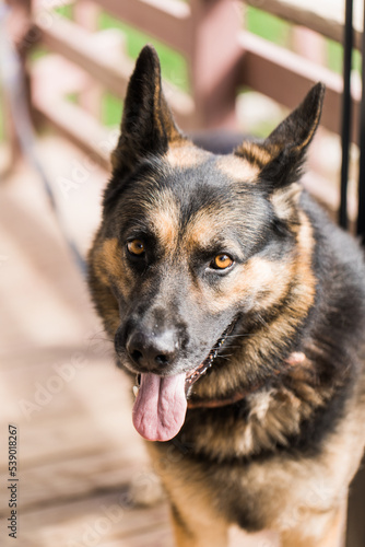 close up of german shepherd dog