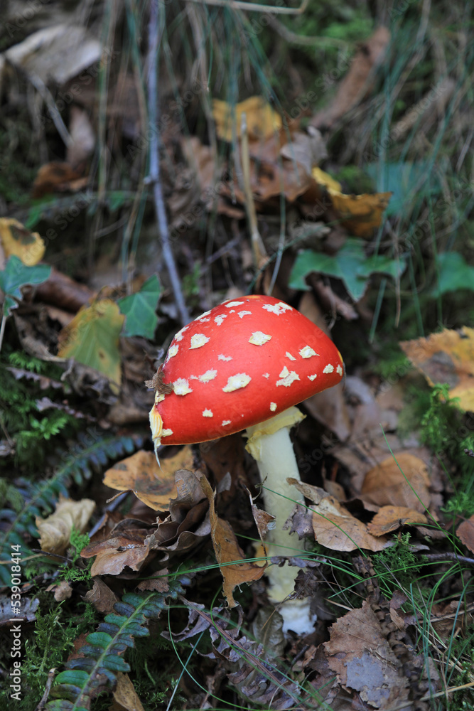 hongo seta amanita muscaria mata moscas alucinógena no comestible país vasco 4M0A4087-as22 hongo seta amanita muscaria mata moscas alucinógena no comestible país vasco 4M0A4087-as22