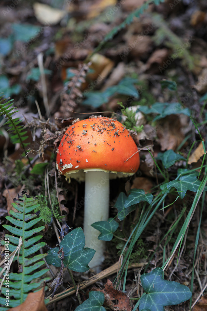hongo seta amanita muscaria mata moscas alucinógena no comestible país vasco 4M0A4090-as22 hongo seta amanita muscaria mata moscas alucinógena no comestible país vasco 4M0A4090-as22
