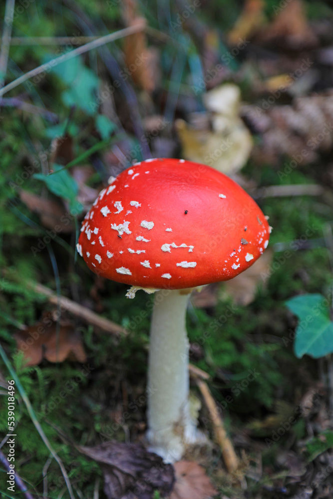 hongo seta amanita muscaria mata moscas alucinógena no comestible país vasco 4M0A4111-as22 hongo seta amanita muscaria mata moscas alucinógena no comestible país vasco 4M0A4111-as22