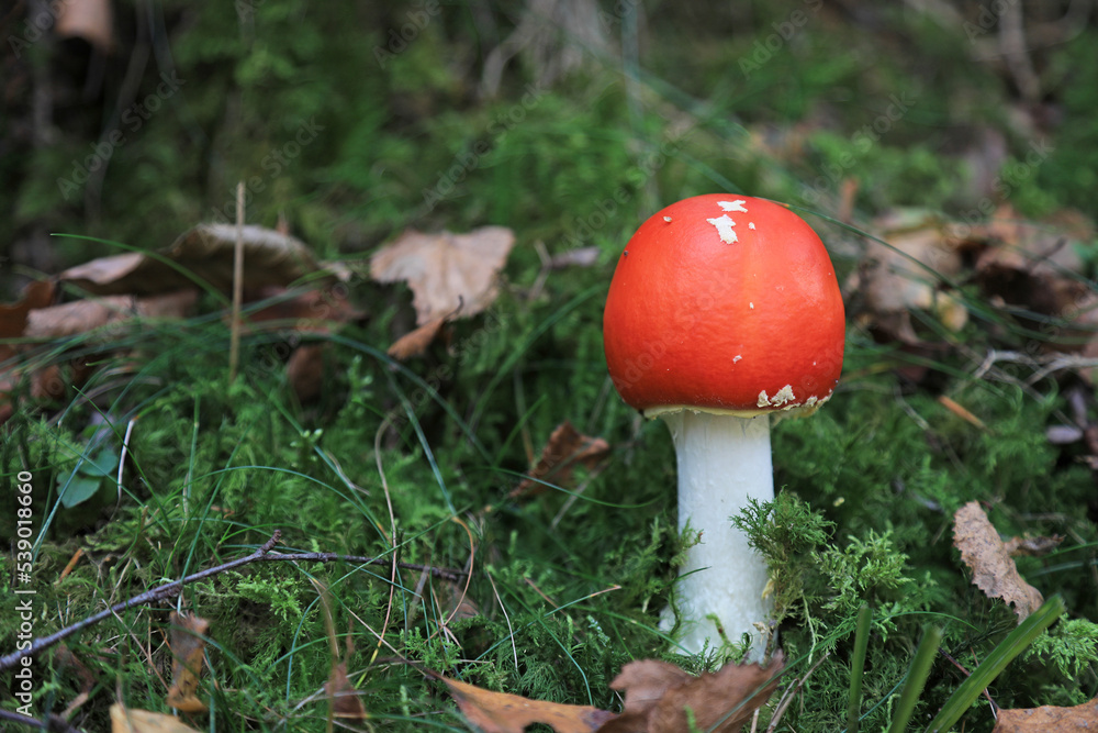 hongo seta amanita muscaria mata moscas alucinógena no comestible país vasco 4M0A4165-as22