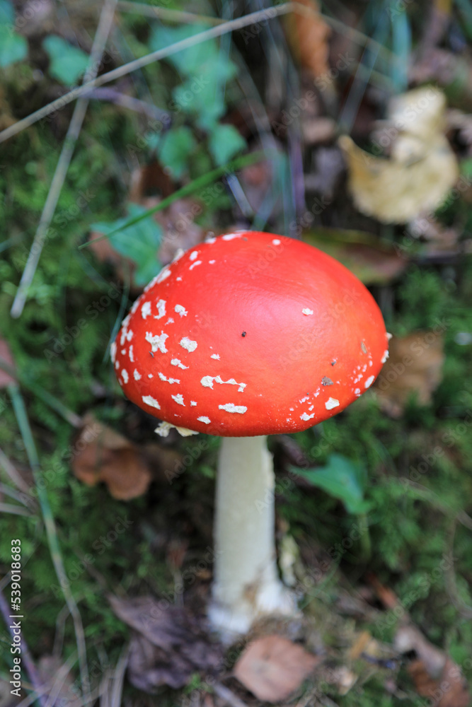 hongo seta amanita muscaria mata moscas alucinógena no comestible país vasco 4M0A4181-as22 hongo seta amanita muscaria mata moscas alucinógena no comestible país vasco 4M0A4181-as22
