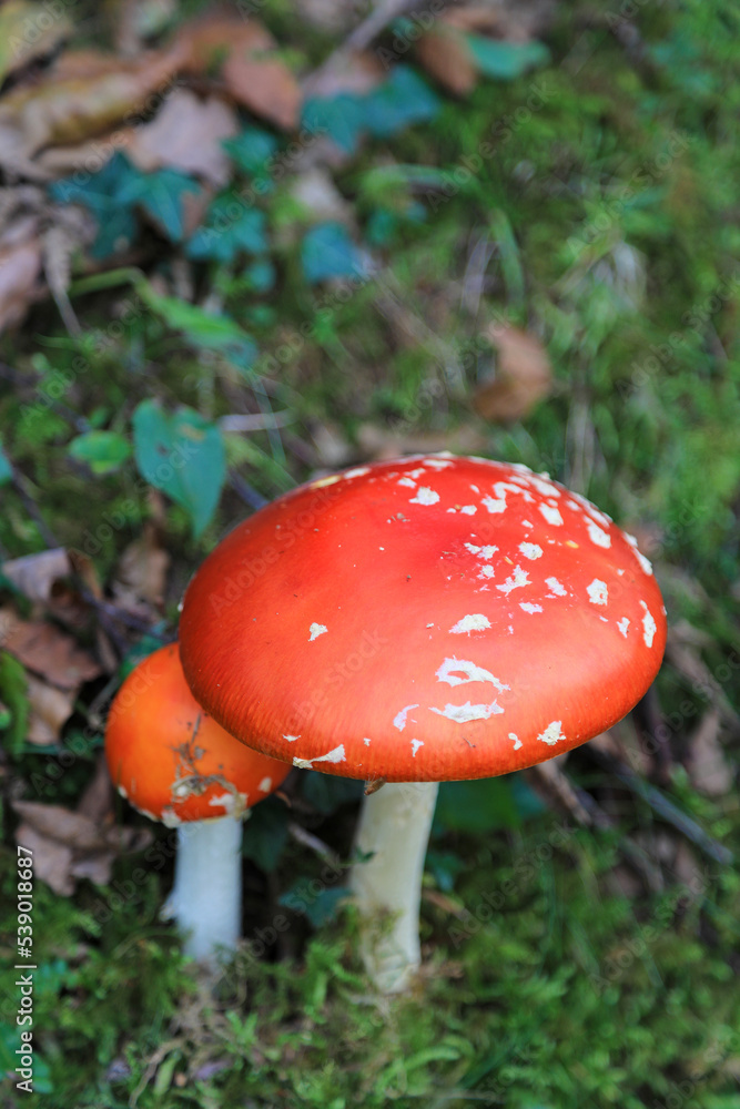 hongo seta amanita muscaria mata moscas alucinógena no comestible país vasco 4M0A4187-as22 hongo seta amanita muscaria mata moscas alucinógena no comestible país vasco 4M0A4187-as22