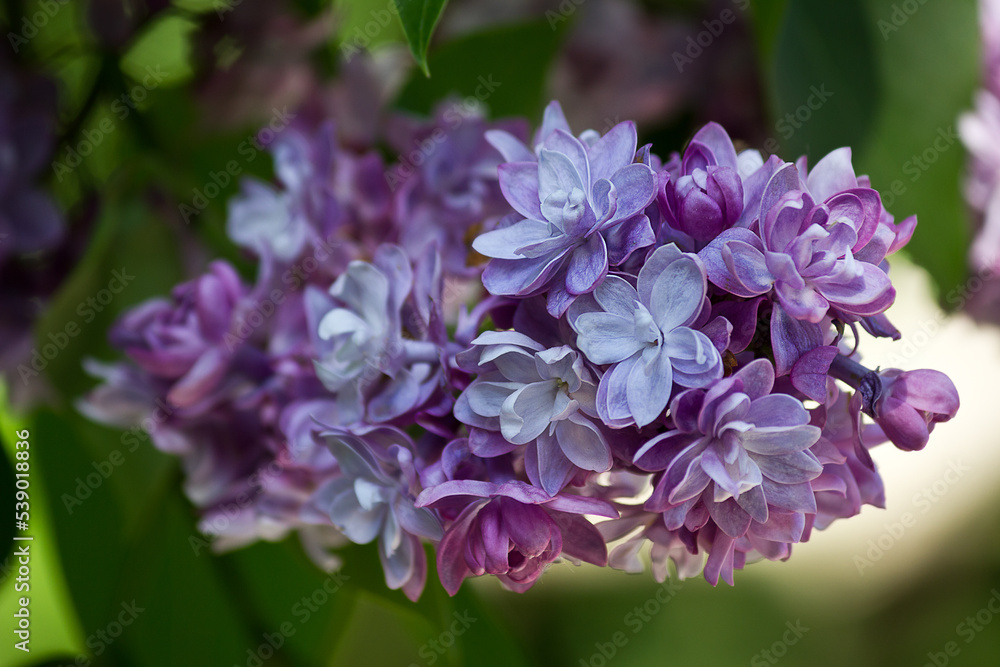 a bunch of blossoming purple lilacs closeup a bunch of blossoming purple lilacs closeup