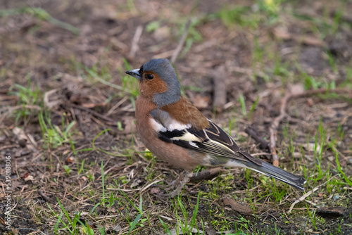 Finch walking in the spring park. High quality photo