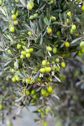 Olive trees full of olives.  Gemlik olive tree gardens. Selective focus. Gemlik district. Turkey.