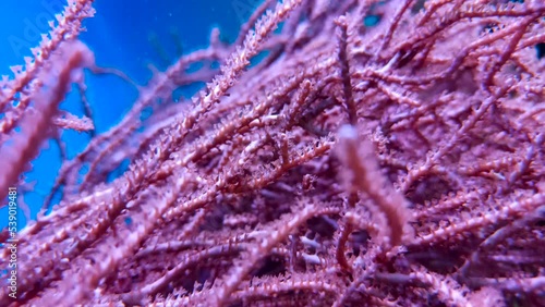 Waving Hand Anthelia Soft Coral. Salt Underwater World in Aquarium. Very Long Stalks Waving with Water Flow of Anthelia sp. Marine Corals in Saltwater Aquarium photo