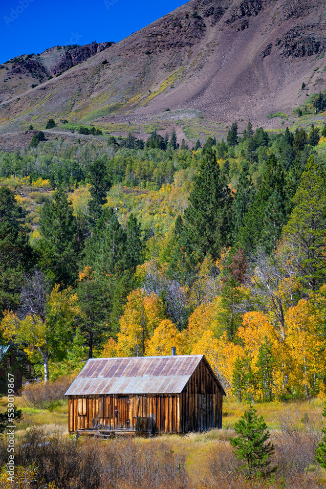 Vacation Cabin and Fall Aspens, Hope Valley, Sierra Nevadas