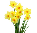 Daffodils isolated on white background, spring flowers