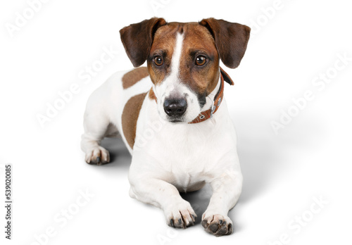 Cute small dog Jack Russell terrier on white background