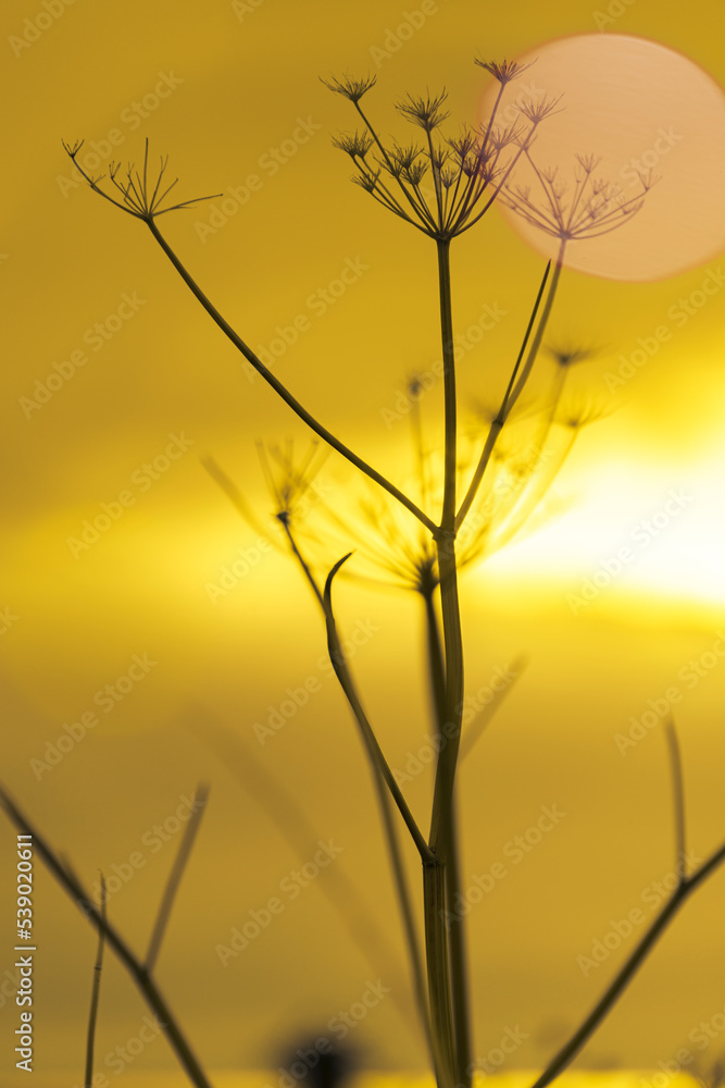 Obraz premium Abstract minimalist plant seedhead
