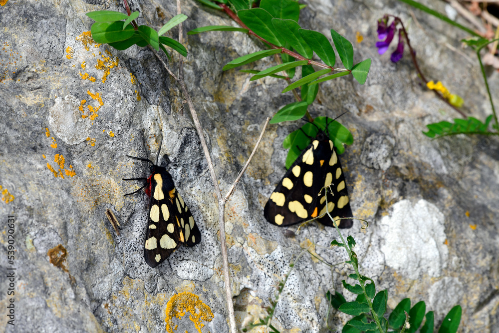 Cream-spot tiger // Schwarzer Bär (Arctia villica) - Peloponnese, greece Cream-spot tiger // Schwarzer Bär (Arctia villica) - Peloponnese, greece
