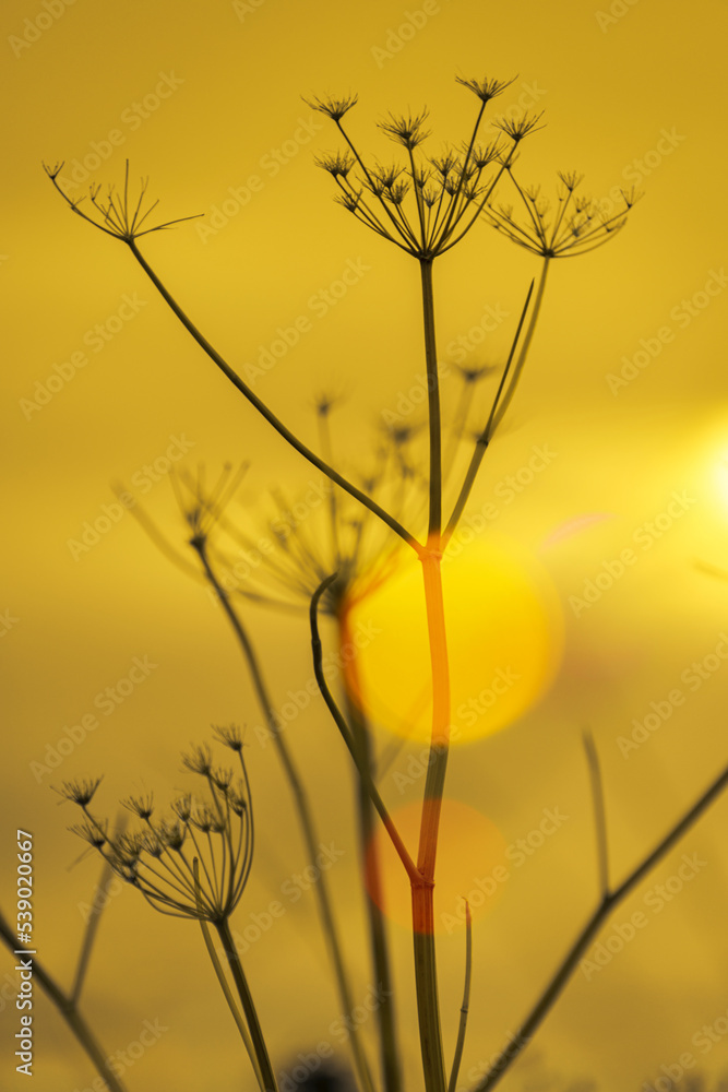 Obraz premium Abstract minimalist plant seedhead