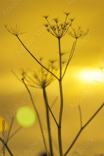 Fototapeta Naklejka Na Ścianę i Meble -  Abstract minimalist plant seedhead