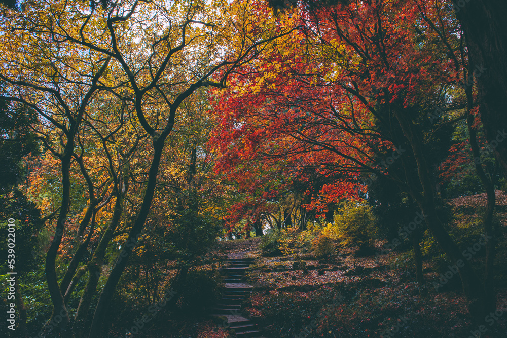 autumn in the park