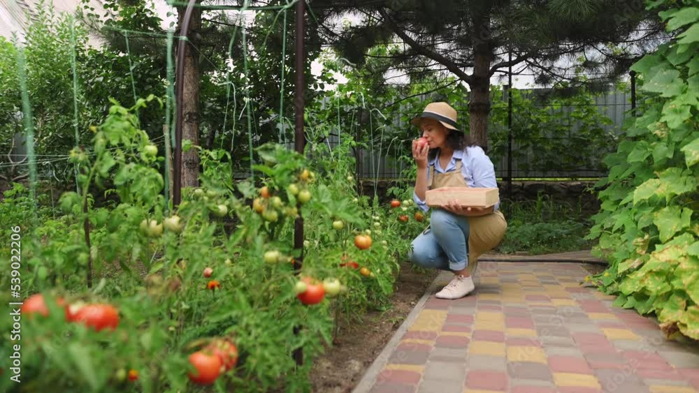 Charming young Hispanic woman farmer, gardener, sniffs fragrant ripe juicy tomatoes while picking vegetables in an organic garden. Sowing Cultivating Harvesting. Agriculture. Eco farming. Horticulture Charming young Hispanic woman farmer, gardener, sniffs fragrant ripe juicy tomatoes while picking vegetables in an organic garden. Sowing Cultivating Harvesting. Agriculture. Eco farming. Horticulture