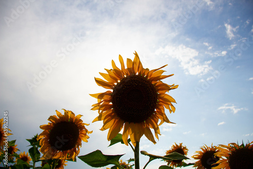 Sunflower in a sunflower field against the backdrop of the sun. Yellow black sunflower flower with green leaves in a natural environment in the rays of the bright sun. Environmentally friendly product
