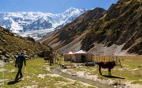 Nanga Parbat, Pakistan - September 2021: Unrecognizable tourist at Rakaposhi base camp where local shepherd put up a tent and a small cow is standing in autumn