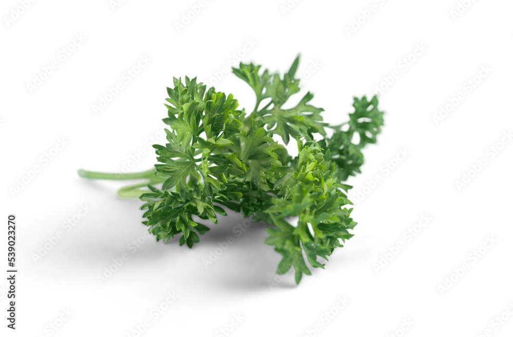 Green fresh parsley branch isolated on white Green fresh parsley branch isolated on white