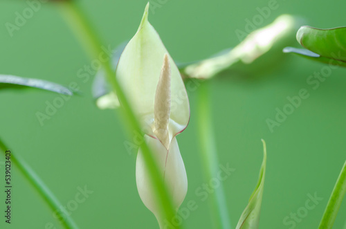 Alocasia Baginda Dragon Scale flower