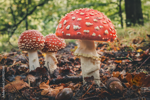 Close-Up Of Fly Agaric Mushroom In Forest