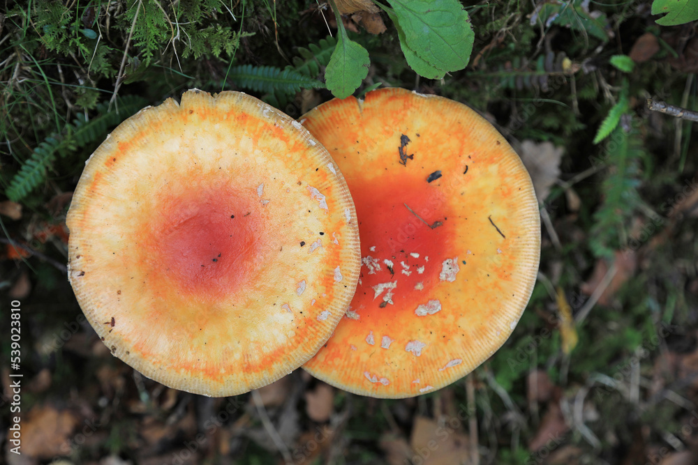 hongo seta amanita muscaria mata moscas alucinógena no comestible país vasco 4M0A4199-as22 hongo seta amanita muscaria mata moscas alucinógena no comestible país vasco 4M0A4199-as22