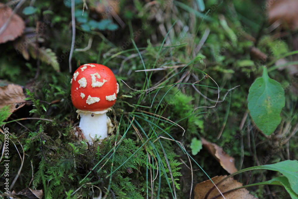hongo seta amanita muscaria mata moscas alucinógena no comestible país vasco 4M0A4212-as22 hongo seta amanita muscaria mata moscas alucinógena no comestible país vasco 4M0A4212-as22