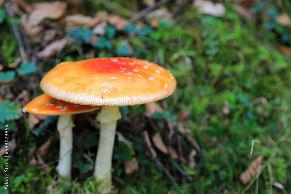 hongo seta amanita muscaria mata moscas alucinógena no comestible país vasco 4M0A4267-as22 hongo seta amanita muscaria mata moscas alucinógena no comestible país vasco 4M0A4267-as22