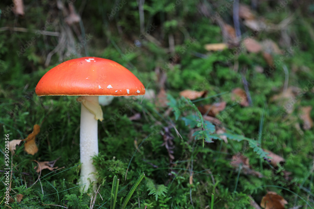 hongo seta amanita muscaria mata moscas alucinógena no comestible país vasco 4M0A4273-as22 hongo seta amanita muscaria mata moscas alucinógena no comestible país vasco 4M0A4273-as22