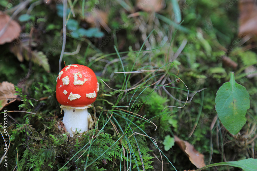 hongo seta amanita muscaria mata moscas alucinógena no comestible país vasco 4M0A4281-as22 hongo seta amanita muscaria mata moscas alucinógena no comestible país vasco 4M0A4281-as22