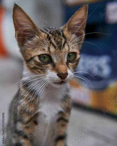 Fototapeta Naklejka Na Ścianę i Meble -  close up portrait of a cat