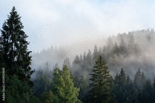 Fototapeta Naklejka Na Ścianę i Meble -  Foggy mountain and forest landscape during the golden sunrise with the best mystic atmosphere in the east of Bohemia.