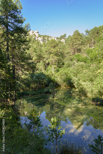 Tree forest reflected in lake water in Nacimiento del Rio Cuervo  Cuenca mountain range  Spain