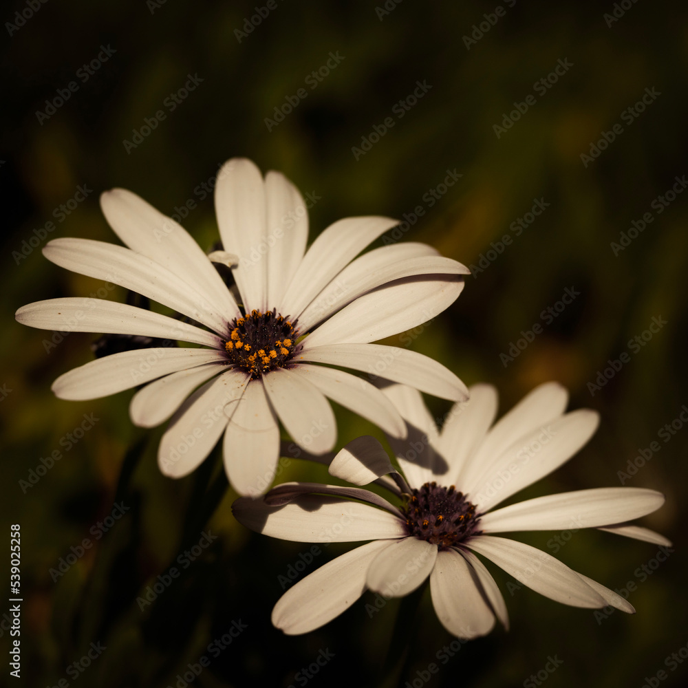 Obraz premium ladybug on daisy