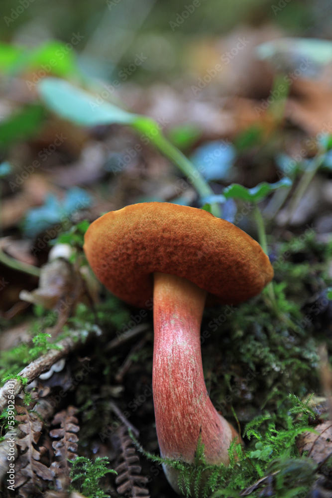hongo seta boletus erythropus comestible país vasco 4M0A4424-as22 hongo seta boletus erythropus comestible país vasco 4M0A4424-as22