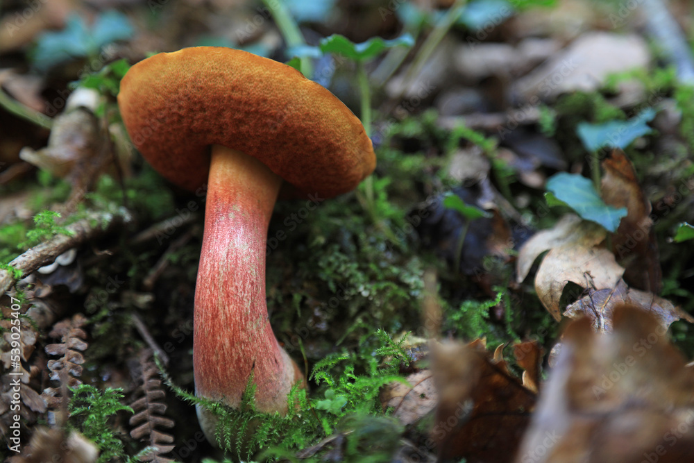 Fototapeta premium hongo seta boletus erythropus comestible país vasco 4M0A4428-as22