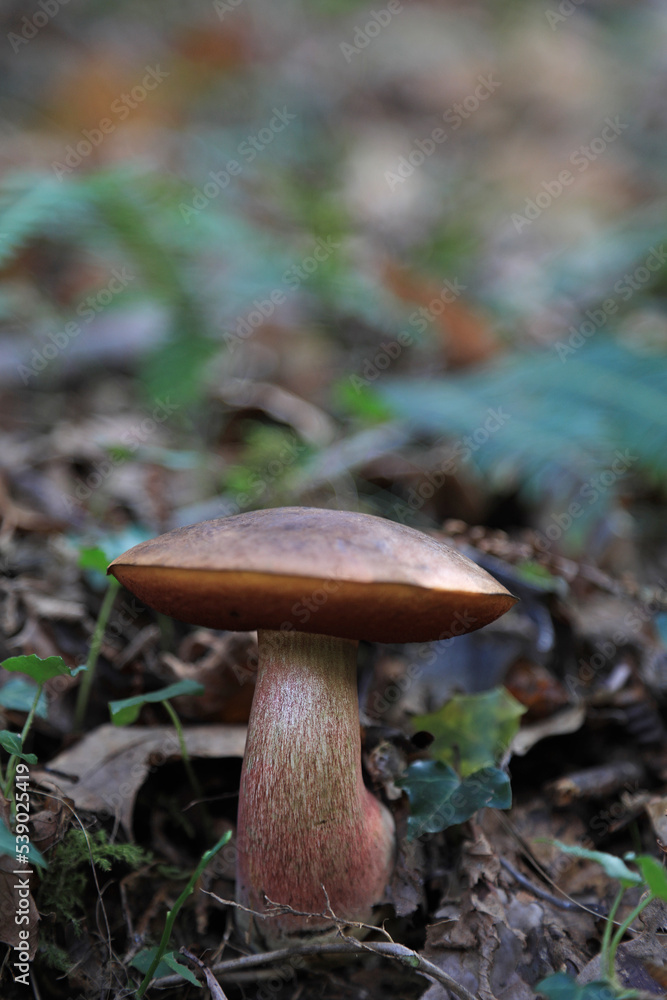 Fototapeta premium hongo seta boletus erythropus comestible país vasco 4M0A4448-as22